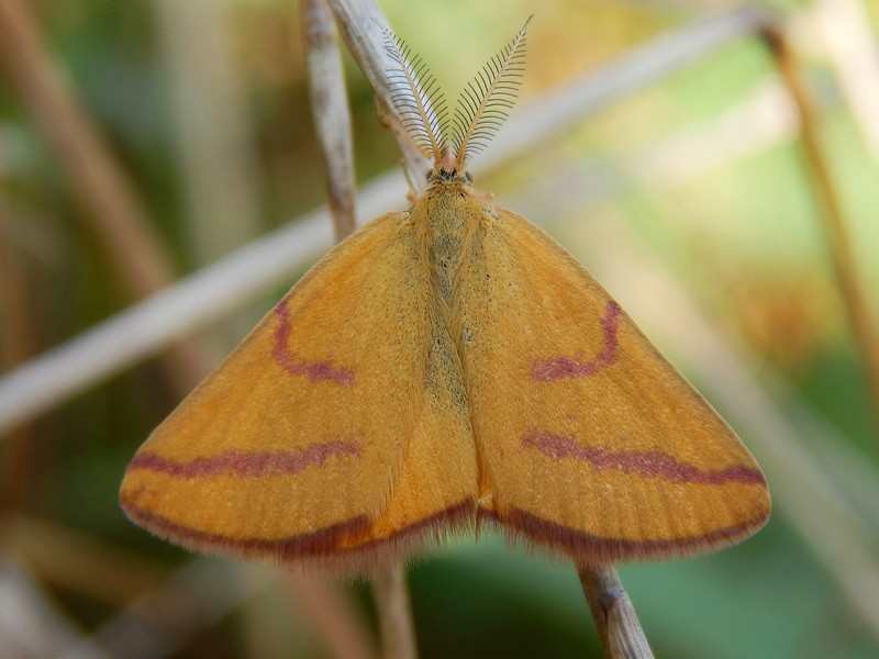 Lithria purpuraria? - Lythria purpuraria